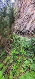 Plants: image 62 Of 208 Thumb